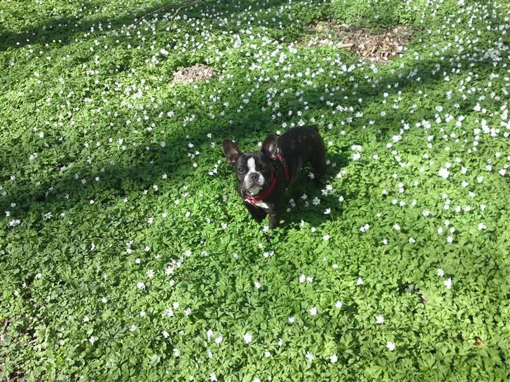 Fransk bulldog Amy - rigtig forår billede 4