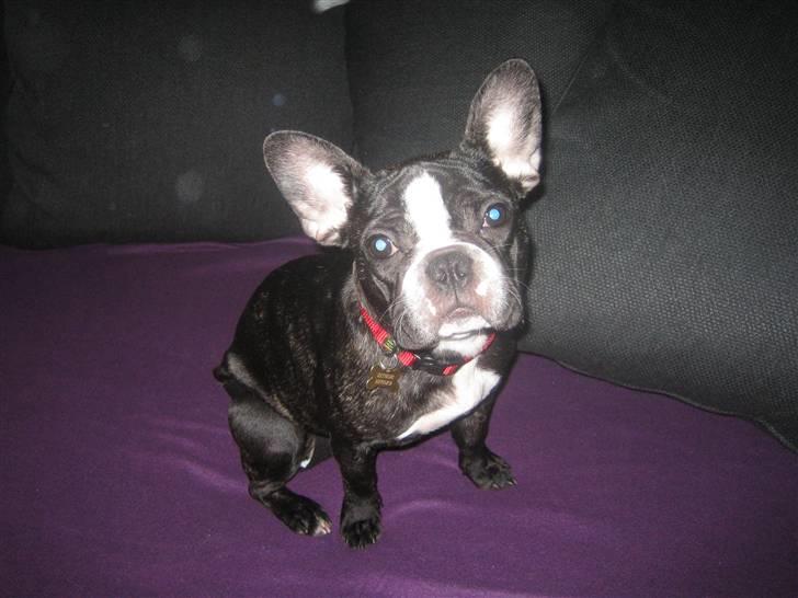 Fransk bulldog Amy billede 5