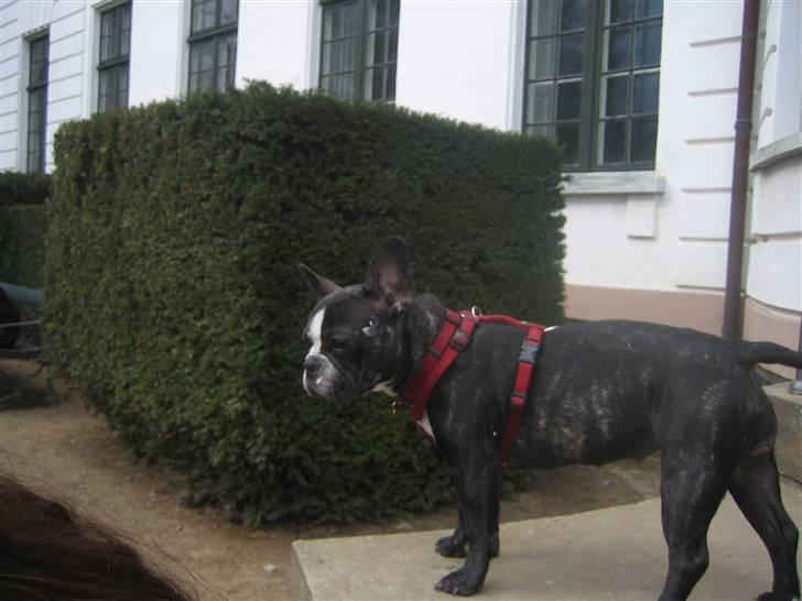 Fransk bulldog Amy billede 6