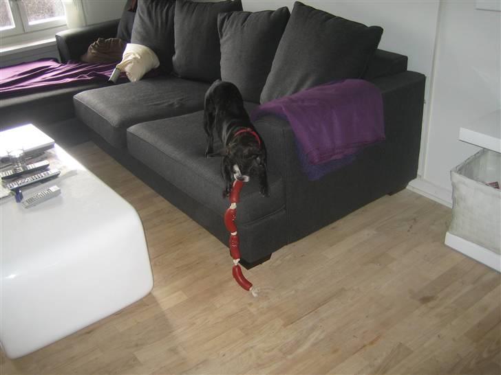 Fransk bulldog Amy - en lille pølse-tyv billede 7