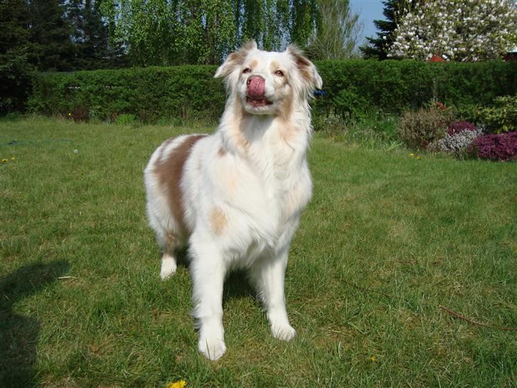 Australian shepherd twister billede 3