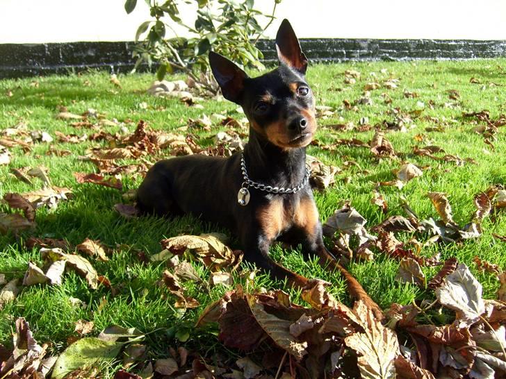 Dvaergpinscher King (2003 - 2016) billede 10