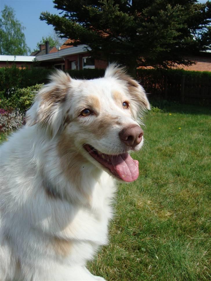 Australian shepherd twister billede 4