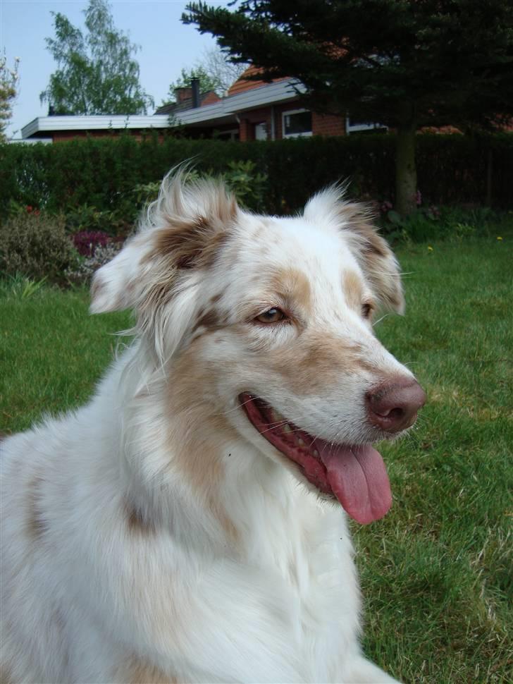 Australian shepherd twister billede 5