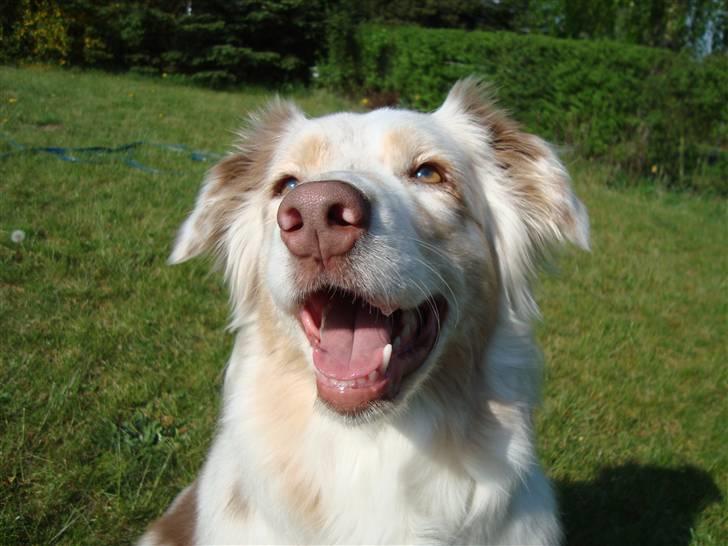 Australian shepherd twister billede 6