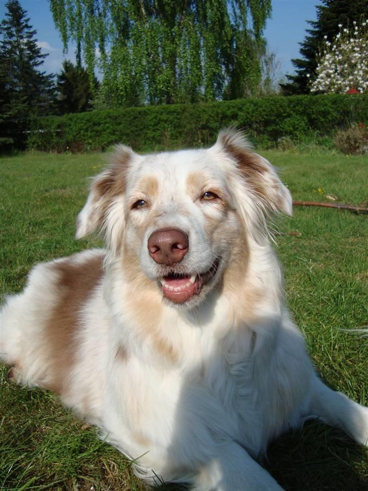 Australian shepherd twister billede 7