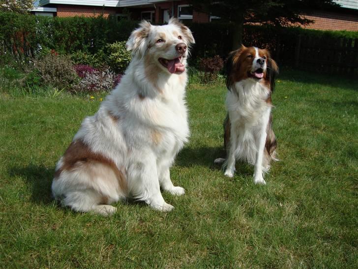 Australian shepherd twister billede 8