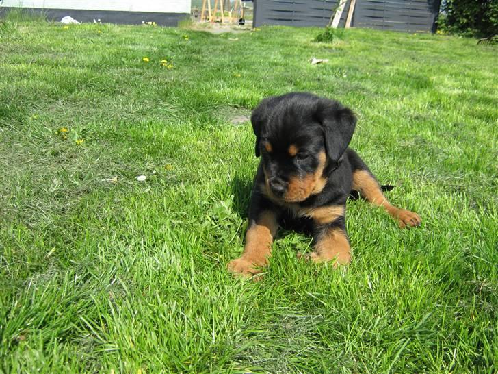 Rottweiler Rico<3 - Hvor er nusser billede 8
