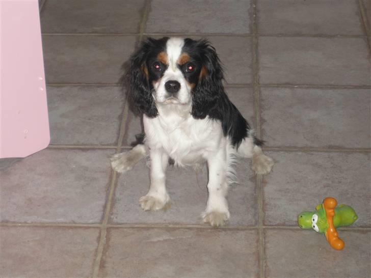 Cavalier king charles spaniel Anton - 7 mdr gammel billede 15