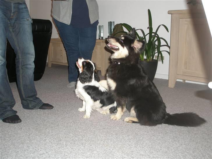 Cavalier king charles spaniel Anton - anton og "kusine" waika, kan nok sidde pænt når der venter godbidder billede 16