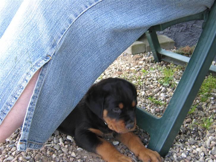 Rottweiler Rico<3 - Ligge passer min mor... billede 9