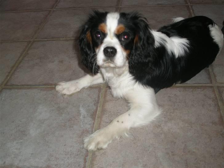 Cavalier king charles spaniel Anton billede 17
