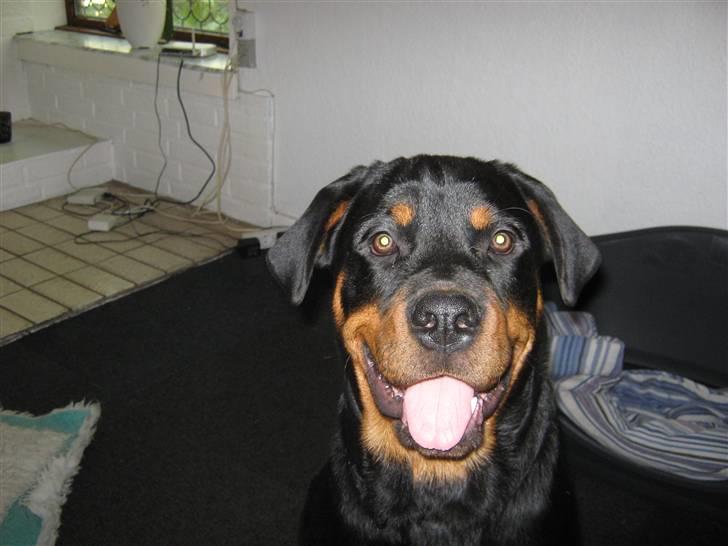 Rottweiler Rico<3 - Se sød jeg er.. billede 10