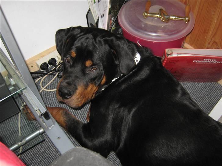 Rottweiler Rico<3 - sidder lige hos mor... billede 11