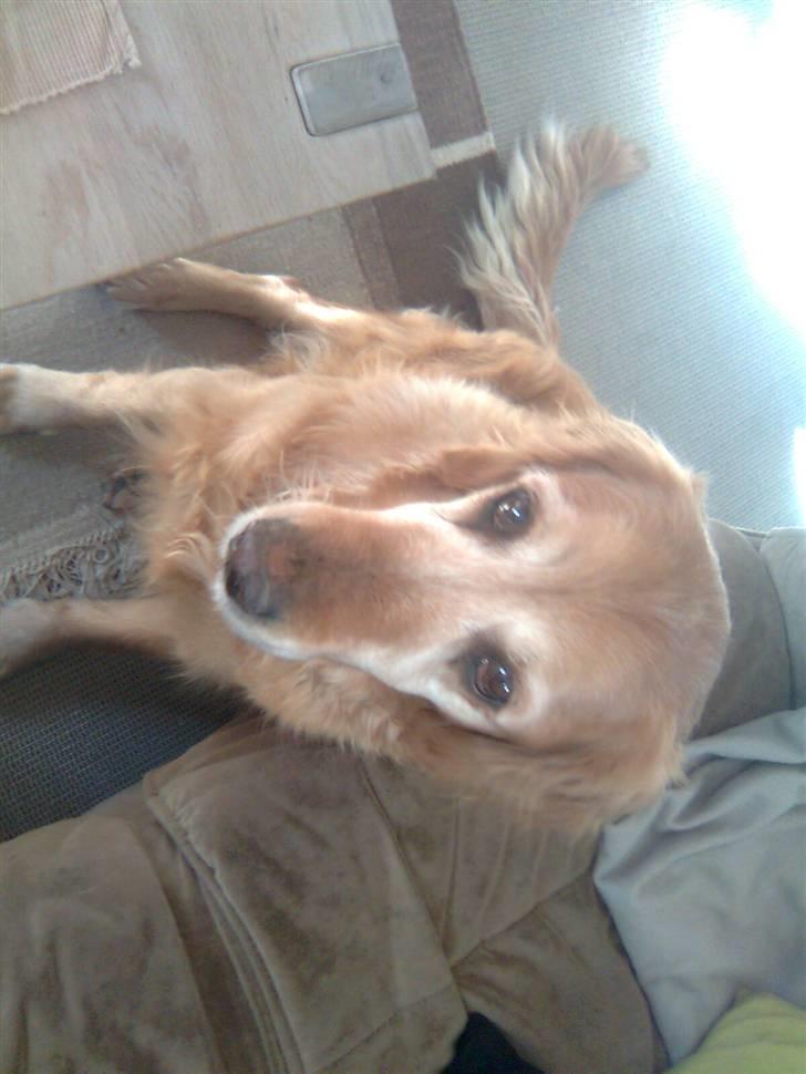 Golden retriever Sissi Aflivet :(  billede 14