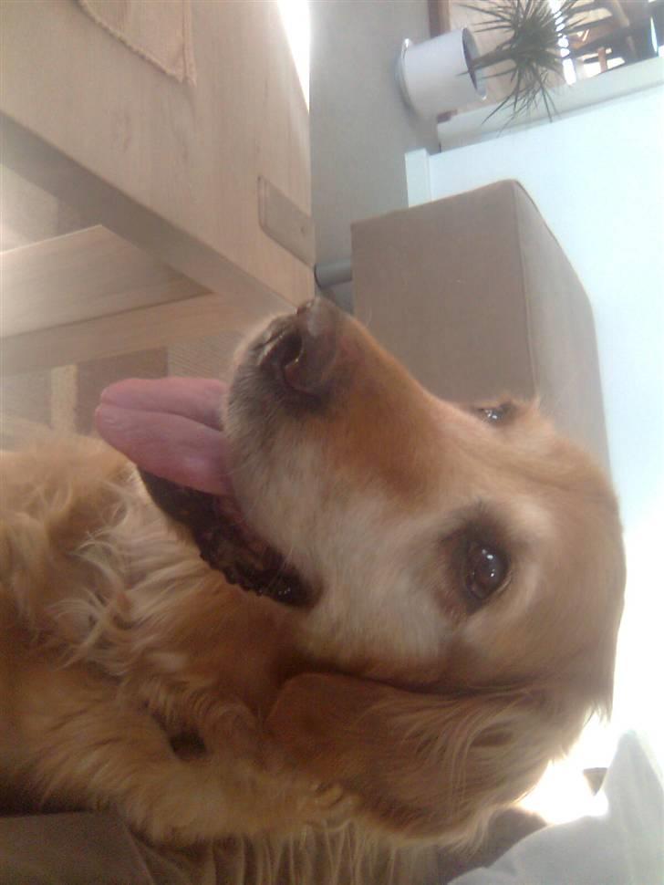 Golden retriever Sissi Aflivet :(  billede 15