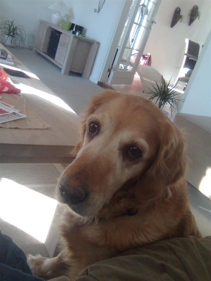 Golden retriever Sissi Aflivet :(  billede 16