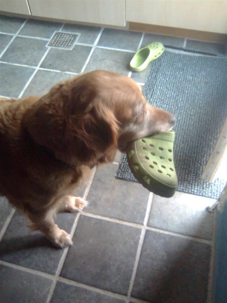 Golden retriever Sissi Aflivet :(  billede 17