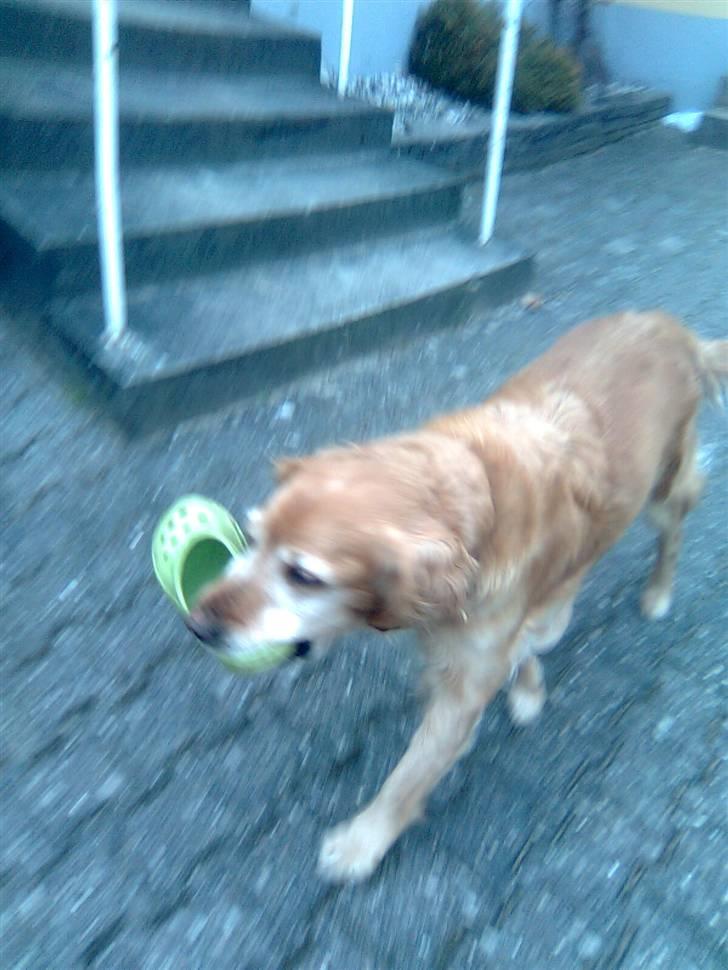 Golden retriever Sissi Aflivet :(  billede 18