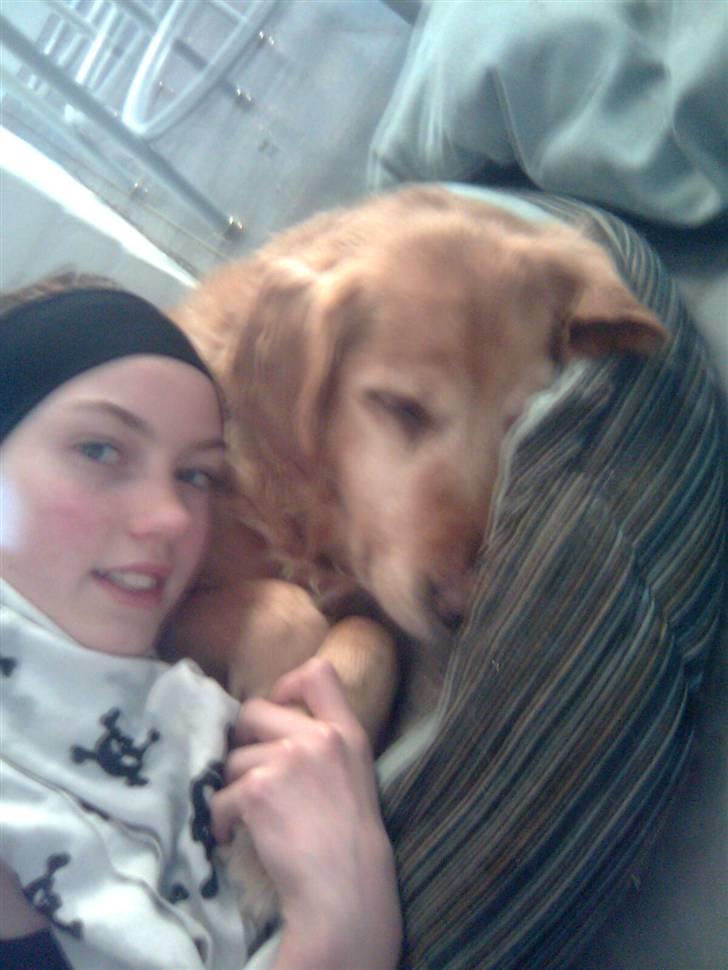 Golden retriever Sissi Aflivet :(  billede 19