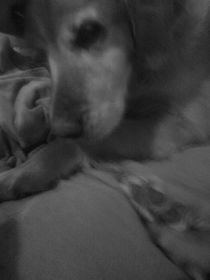 Golden retriever Sissi Aflivet :(  billede 20