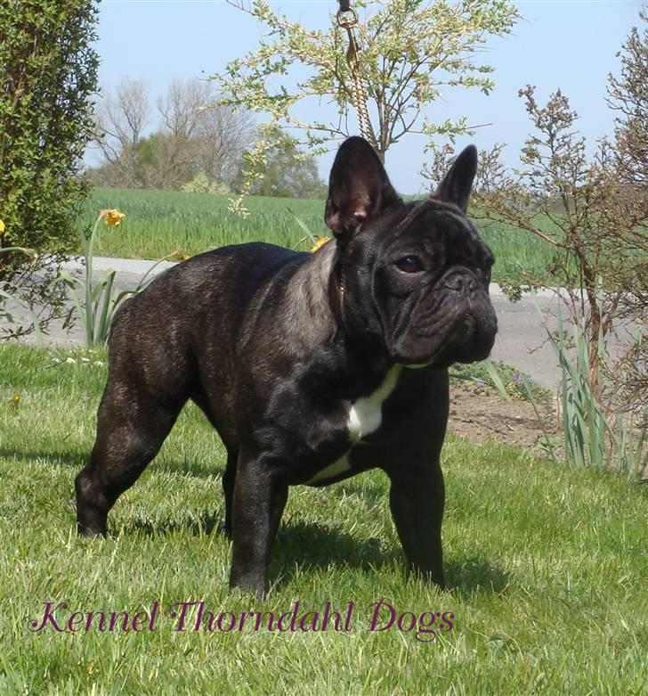 Fransk bulldog Dauløkkes Jolie-Tete billede 3