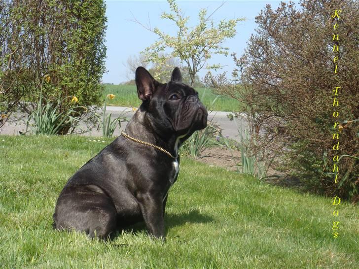 Fransk bulldog Dauløkkes Jolie-Tete billede 4