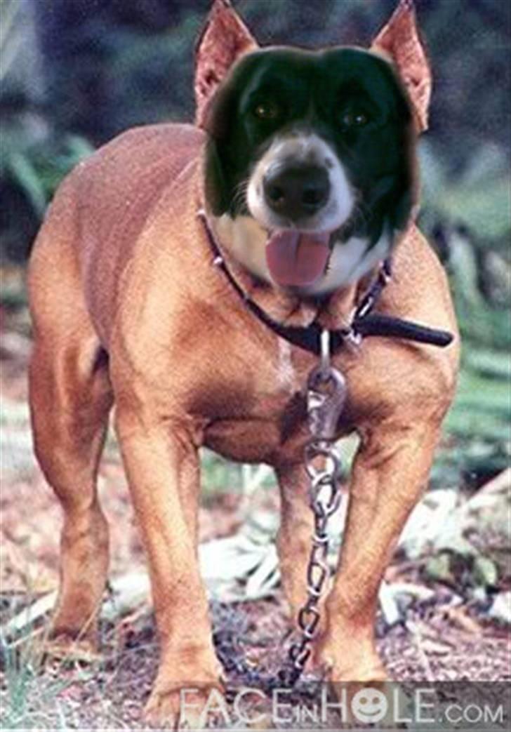 Blanding af racer Mille *En del af hjertet* - Farlige Mille skath  billede 11