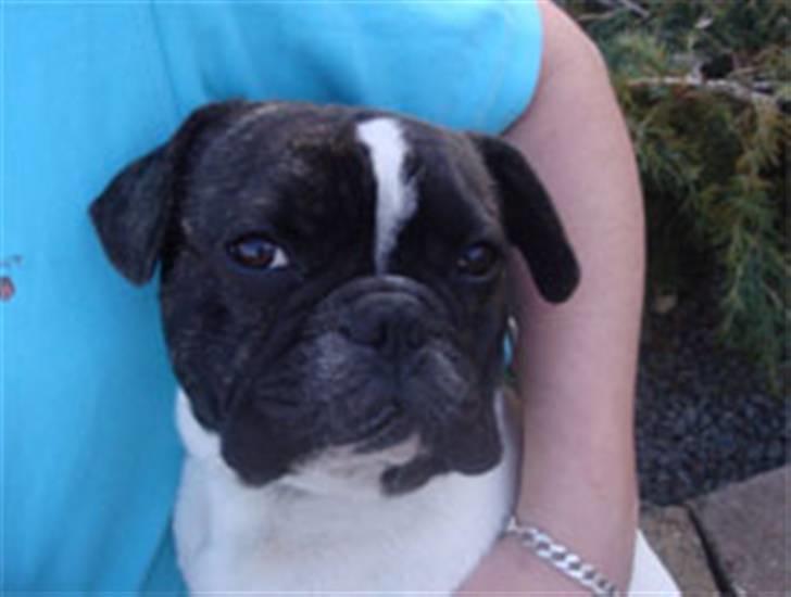 Fransk bulldog Carlos billede 9