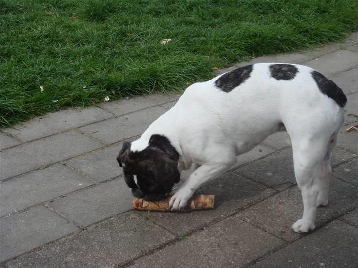 Fransk bulldog Carlos billede 10