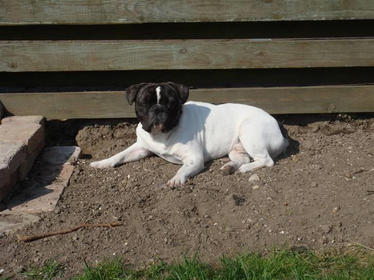 Fransk bulldog Carlos - sol og sommer.. og lige på yndlingspladsen billede 11