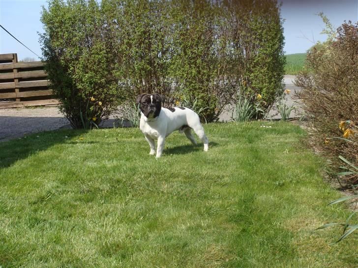 Fransk bulldog Carlos billede 12