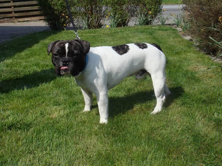 Fransk bulldog Carlos billede 13