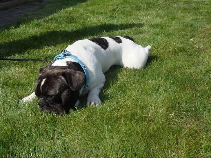 Fransk bulldog Carlos billede 14