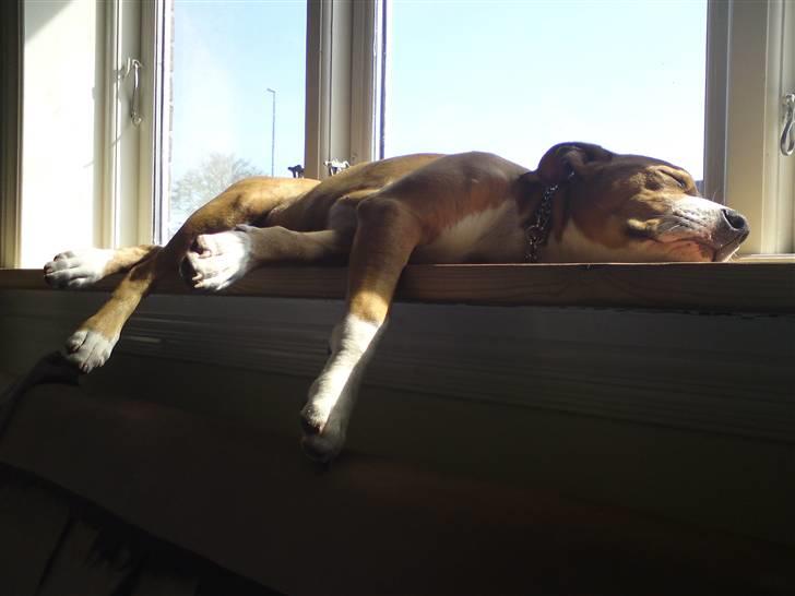 Amerikansk staffordshire terrier Great Vikings Angel Eye billede 19