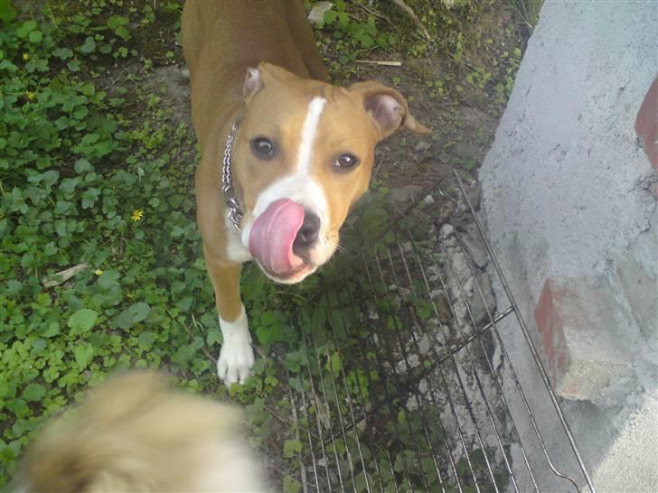 Amerikansk staffordshire terrier Great Vikings Angel Eye billede 20