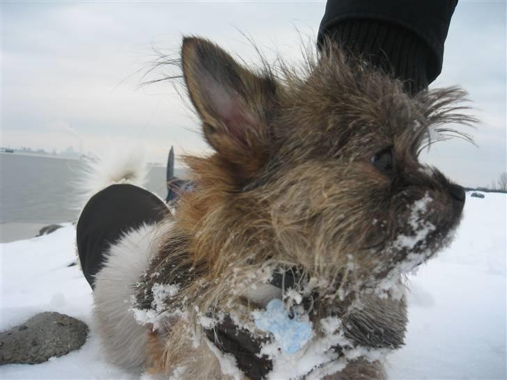 Blanding af racer Audi billede 11