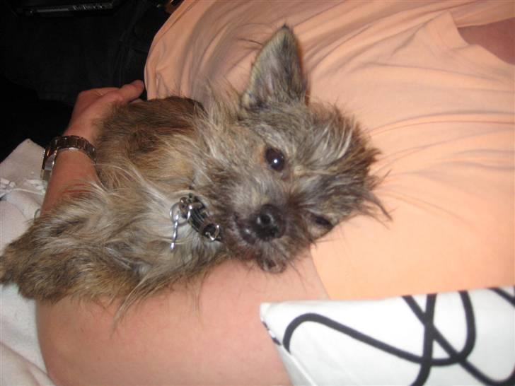 Blanding af racer Audi billede 12