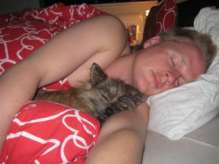 Blanding af racer Audi billede 13