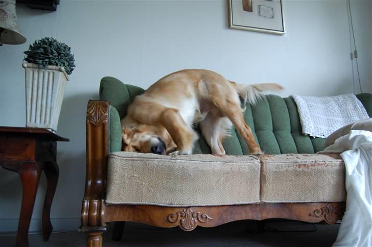 Golden retriever Futte | Himmel- Prinssen billede 12