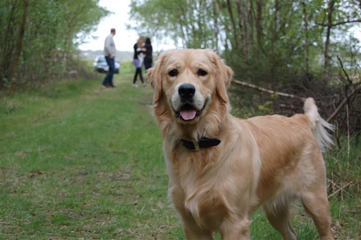 Golden retriever Futte | Himmel- Prinssen billede 14