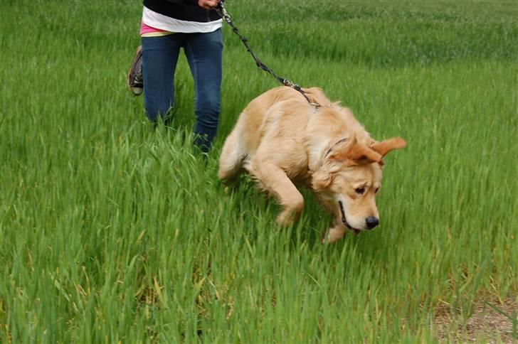 Golden retriever Futte | Himmel- Prinssen billede 15