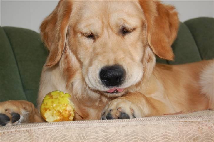 Golden retriever Futte | Himmel- Prinssen billede 16