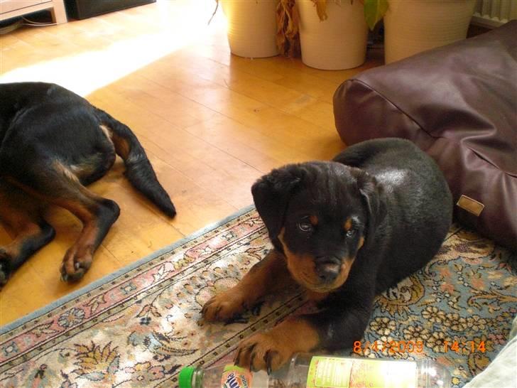 Rottweiler Skaga-rotts Balder - Balder 9 uger billede 3