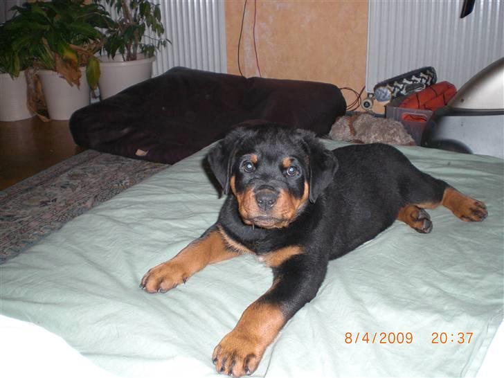Rottweiler Skaga-rotts Balder - Balder 10 uger billede 4