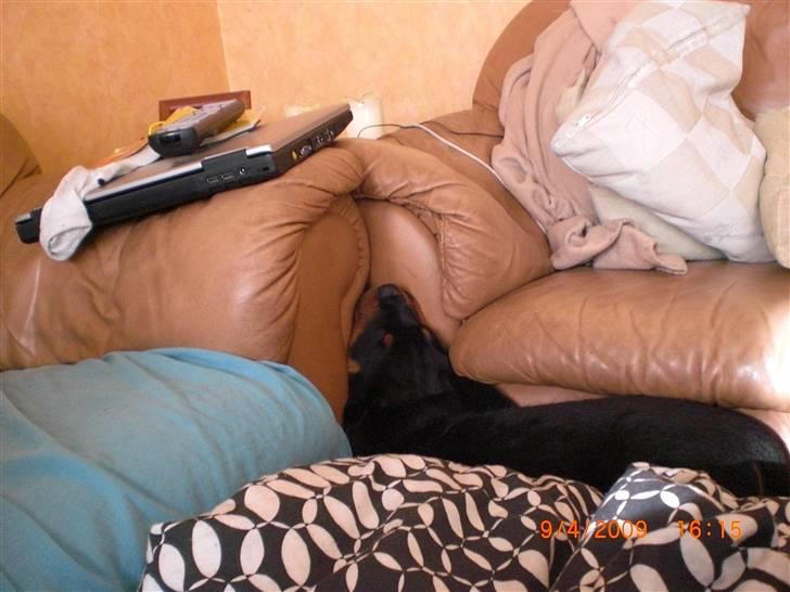 Rottweiler Skaga-rotts Balder - Er man træt kan man sove hvorsom helst billede 5