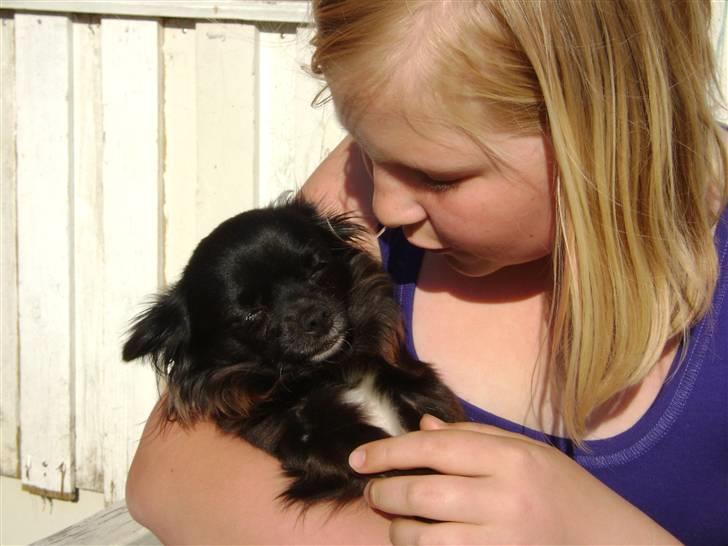 Chihuahua Thea - er det ik bare livet at ligge i arm  billede 1