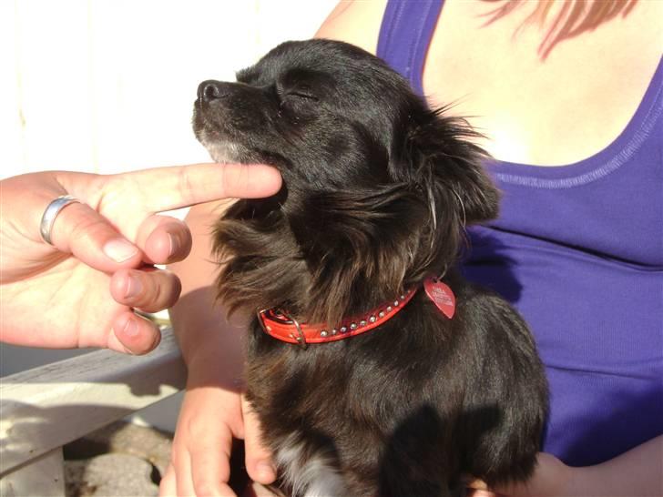 Chihuahua Thea - gider altså ikke at kigge i kameratet kun hvis du gider at holde mit hoved  billede 2