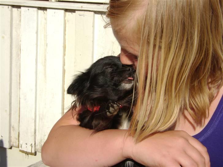 Chihuahua Thea - slikkke slikke thea billede 3