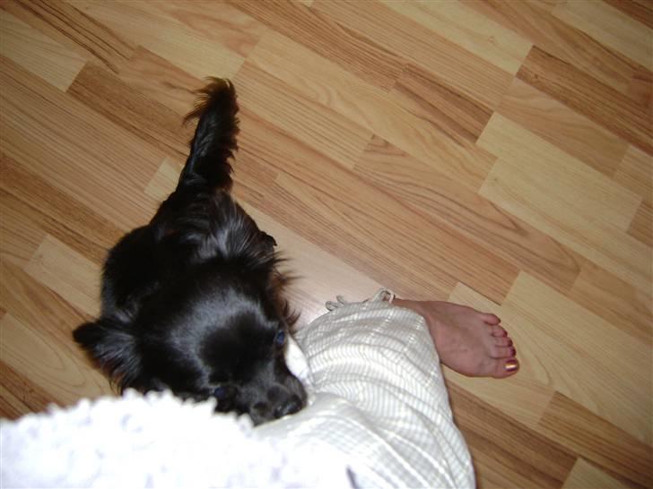 Chihuahua Thea - tag mig op han er irriterende  billede 5